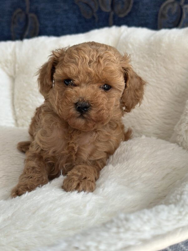 Nolly Toy Poodle