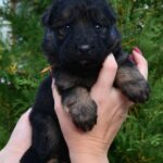 Oberton German Shepherd