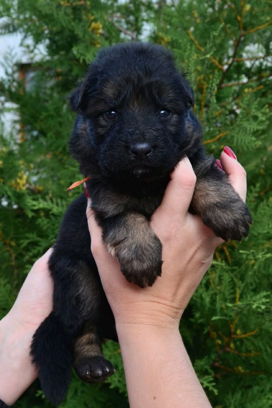 O’Hara German Shepherd