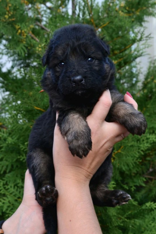 O’Hara German Shepherd