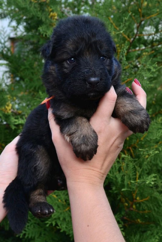 O’Hara German Shepherd
