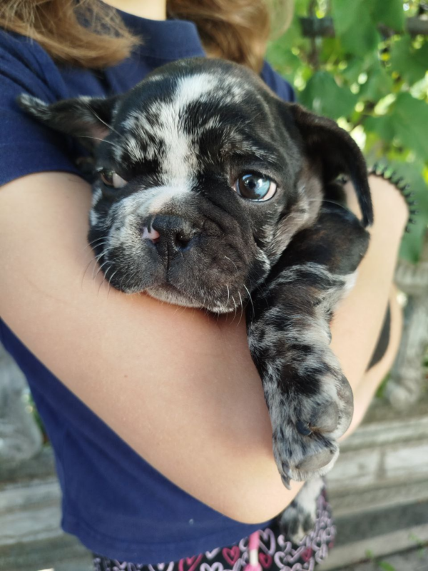 Oakley French Bulldog