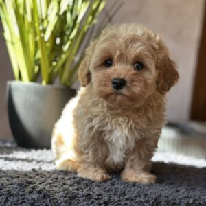 Obelix Maltipoo