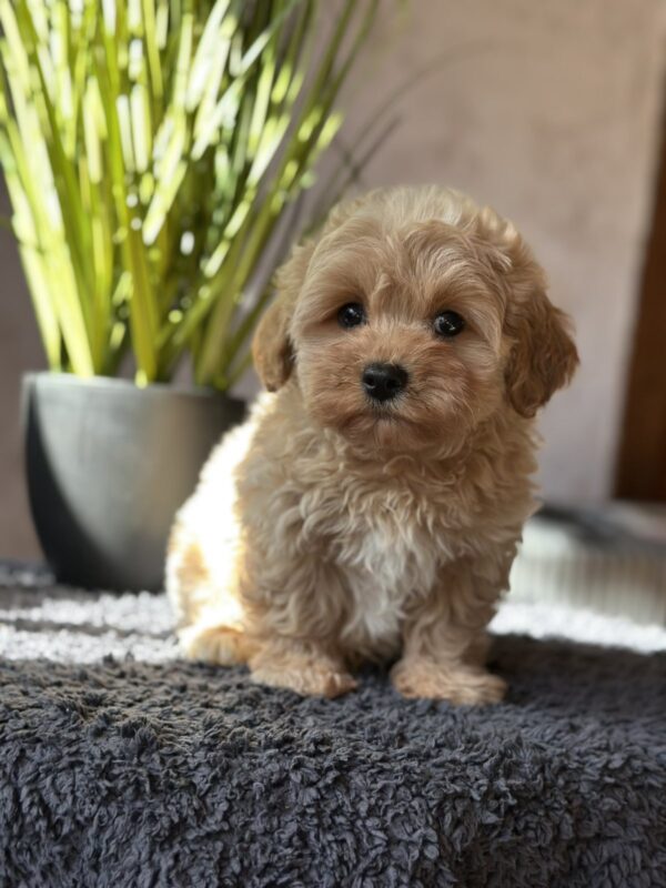 Obelix Maltipoo