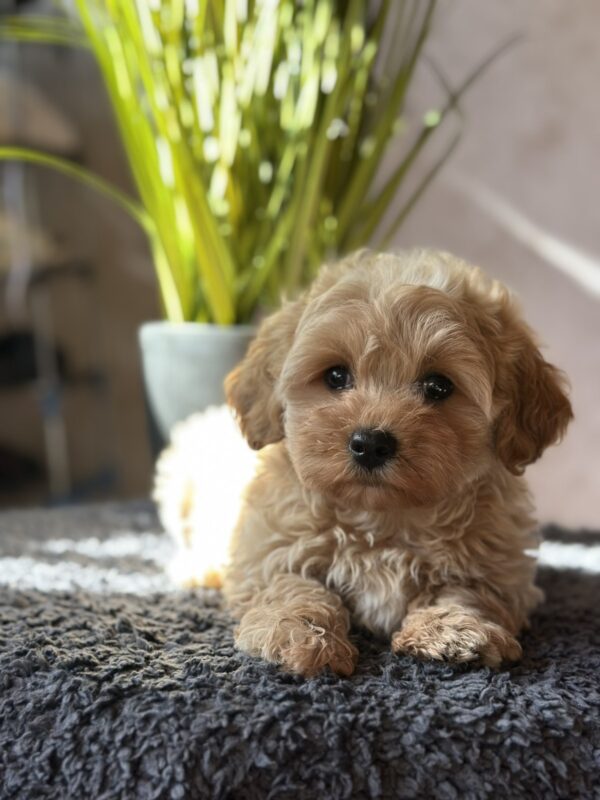 Obelix Maltipoo