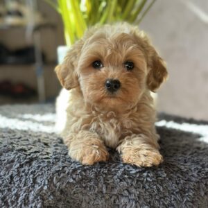 Obelix Maltipoo