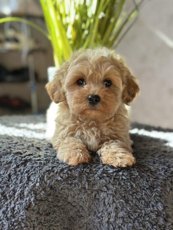 Obelix Maltipoo