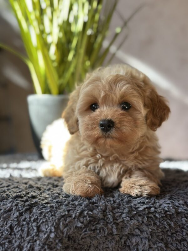 Obelix Maltipoo