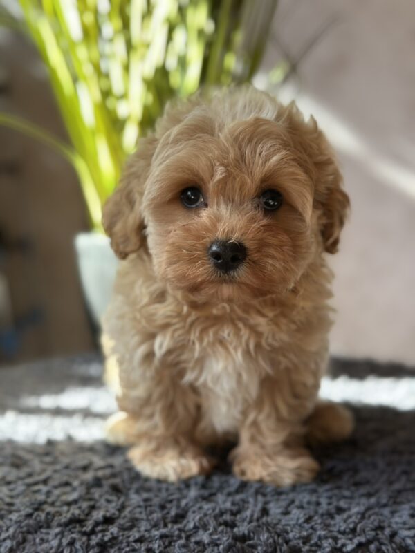 Obelix Maltipoo