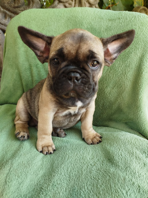 Oberon French Bulldog