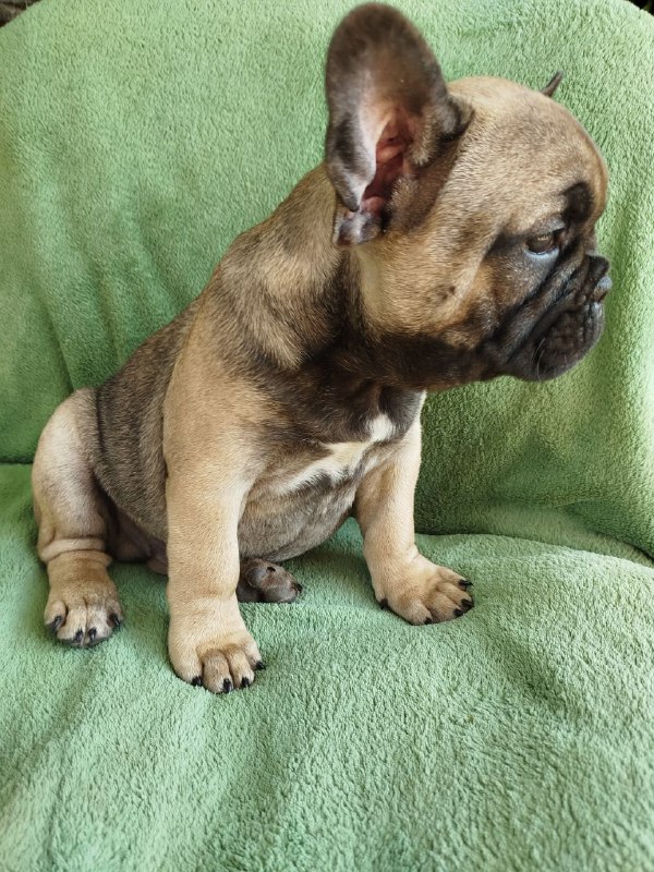 Oberon French Bulldog