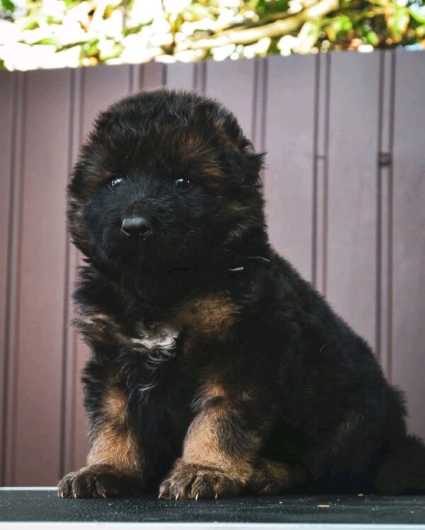 Oberton German Shepherd