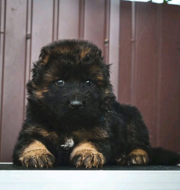 Oberton German Shepherd