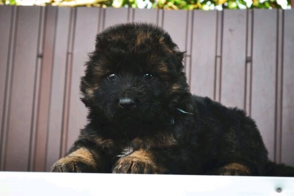 Oberton German Shepherd