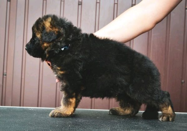Oberton German Shepherd