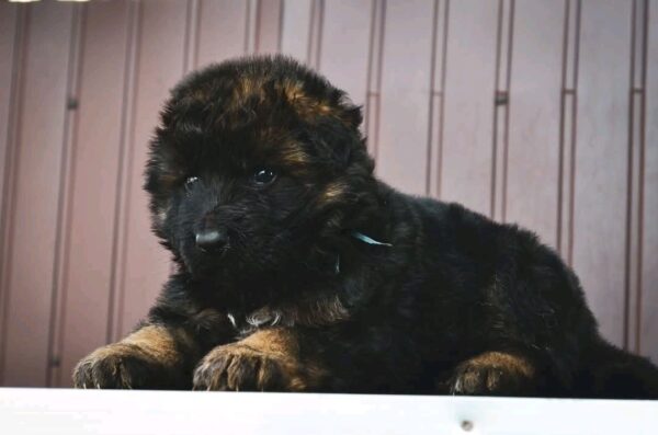 Oberton German Shepherd