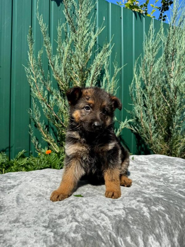 Odelia German Shepherd