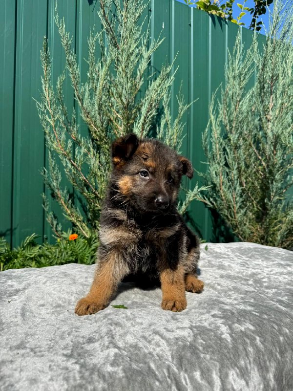 Odelia German Shepherd