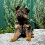 Orianna German Shepherd