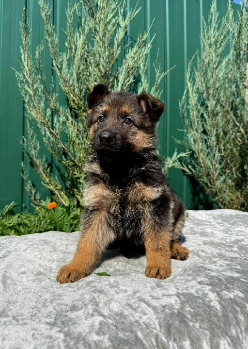 Odelia German Shepherd