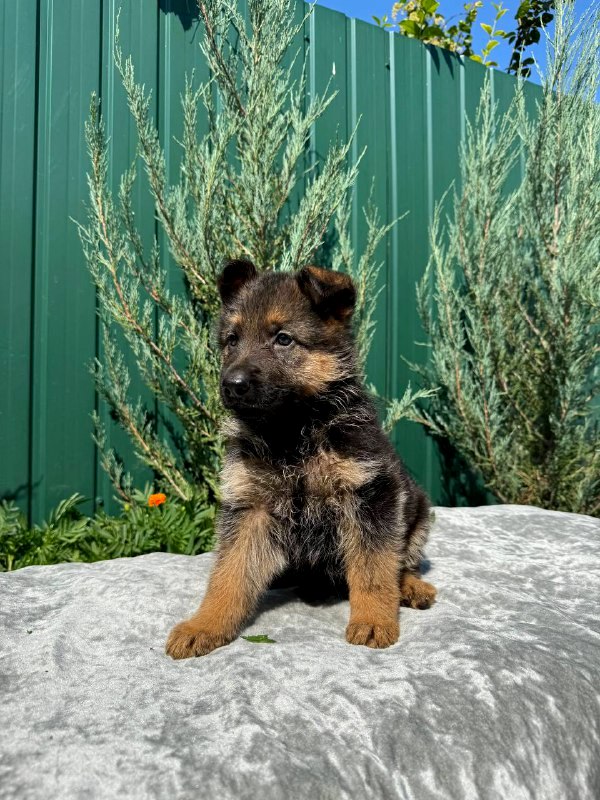 Odelia German Shepherd