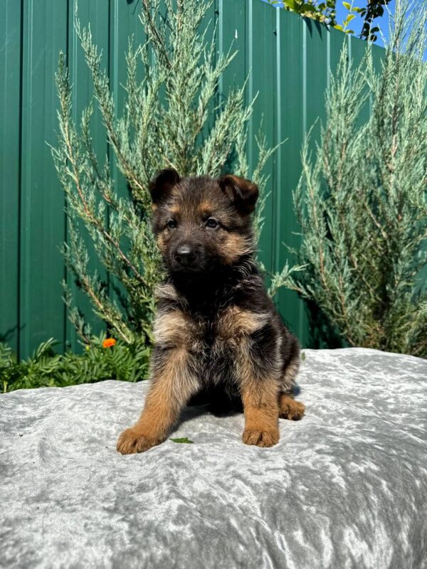 Odelia German Shepherd