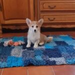 Odesi-female-welsh-cirgi-puppy-for-sale-1