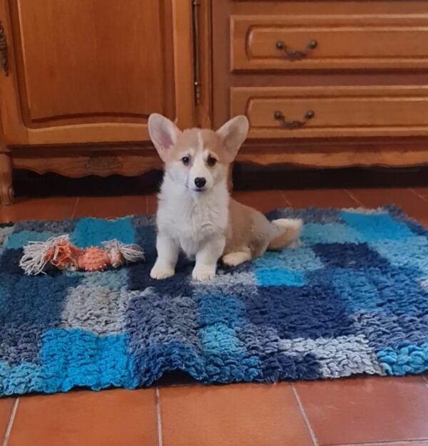 Odesi Welsh Corgi Odesi Welsh Corgi