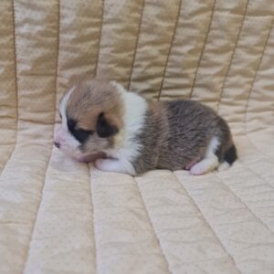 Odesi Welsh Corgi