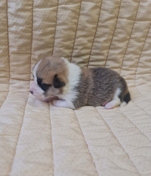Odesi Welsh Corgi