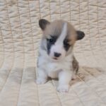 Odesi-female-welsh-corgi-puppy-for-sale- (1)