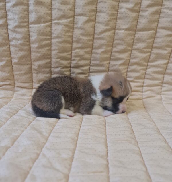 Odesi Welsh Corgi