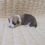 Odie Welsh Corgi