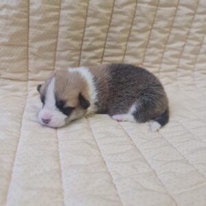 Odesi Welsh Corgi