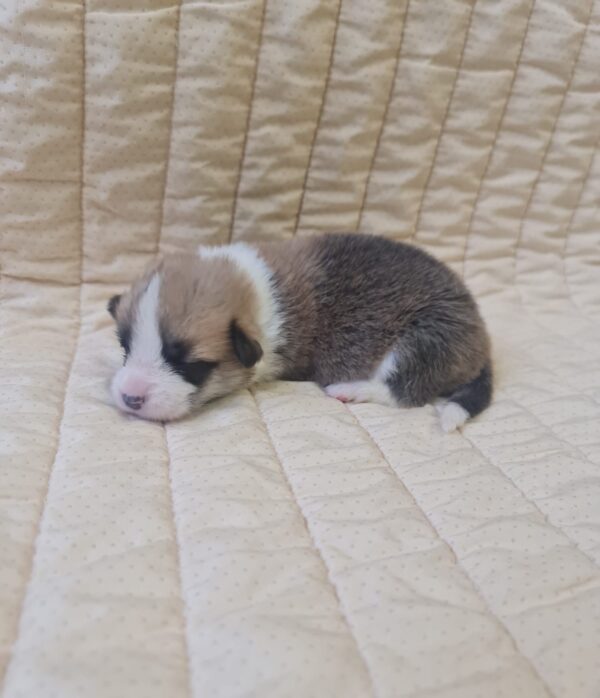 Odesi Welsh Corgi