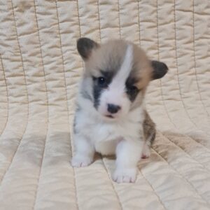 Odesi Welsh Corgi