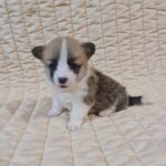 Odesi-female-welsh-corgi-puppy-for-sale- (2)