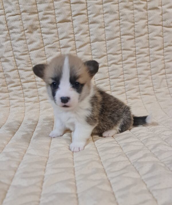 Odesi Welsh Corgi