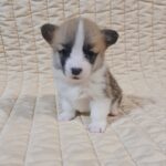 Odesi-female-welsh-corgi-puppy-for-sale- (3)