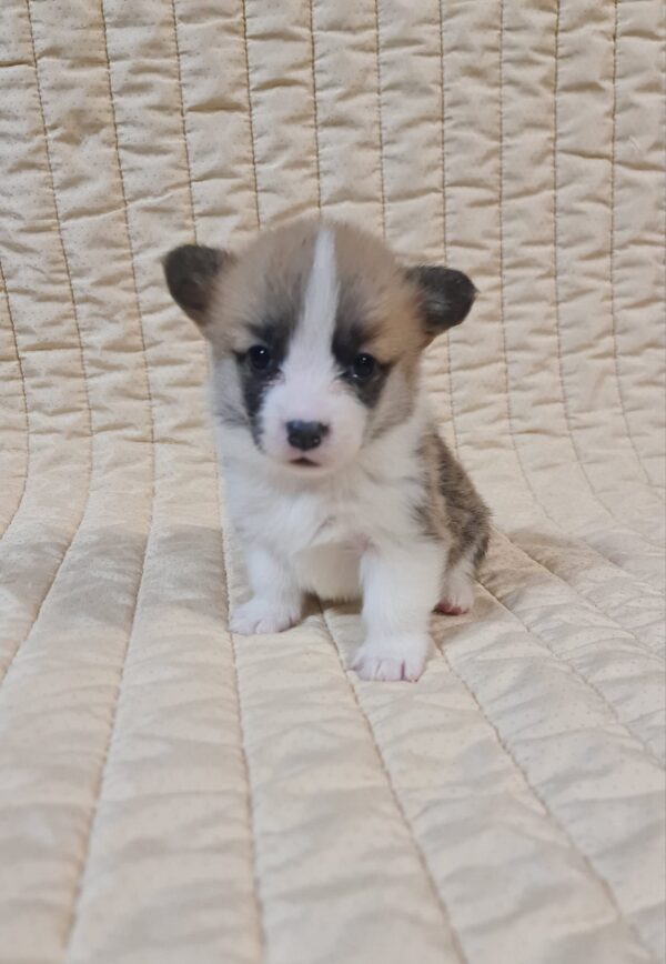 Odesi Welsh Corgi