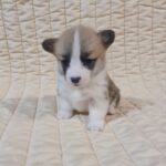 Odesi-female-welsh-corgi-puppy-for-sale- (4)