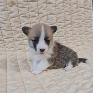 Odesi Welsh Corgi