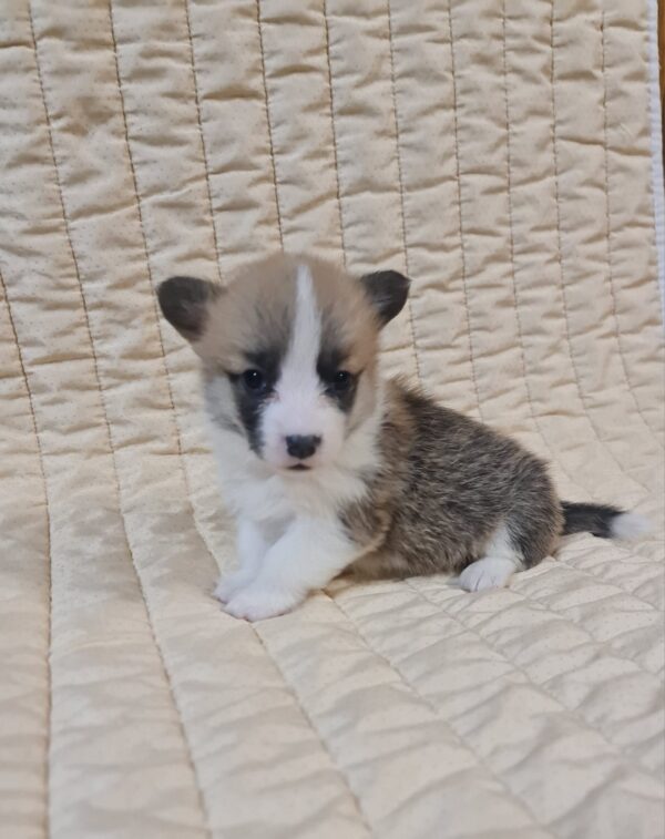 Odesi Welsh Corgi