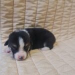 Odie-male-welsh-corgi-puppy-for-sale-1 (1)