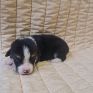 Odie Welsh Corgi
