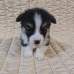 Odie-male-welsh-corgi-puppy-for-sale- (1)
