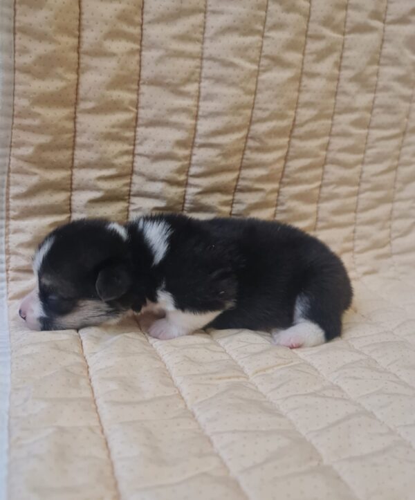 Odie Welsh Corgi