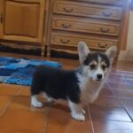 Odie-male-welsh-corgi-puppy-for-sale- (1)