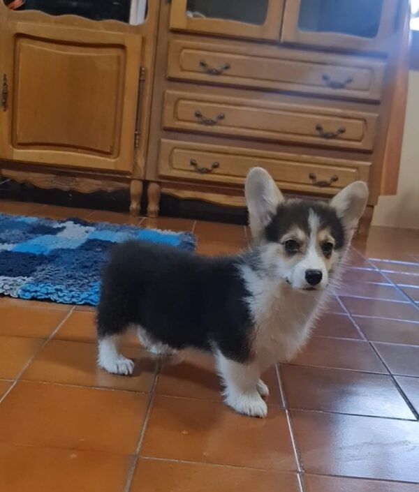 Odie Welsh Corgi Odie Welsh Corgi