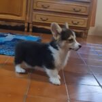 Odie-male-welsh-corgi-puppy-for-sale- (2)